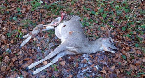 Cansiglio, trovato un capriolo sbranato: 