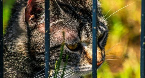 Chiude il gatto della ex in un trolley pieno di letame e lo lascia al sole tutto il giorno