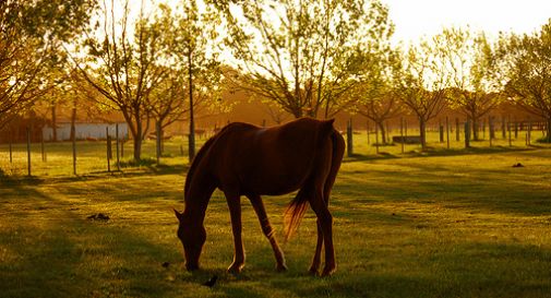 Cavallo finisce nel fossato, lo salvano i pompieri