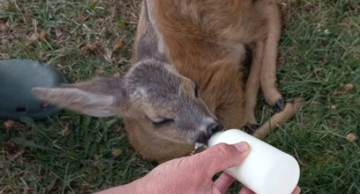 Incendio di Bibione: messo in salvo un cucciolo di capriolo 