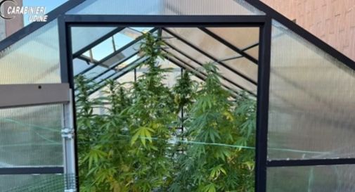 Scoperta una serra di marijuana sul terrazzo