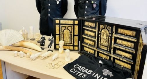 Controlli dei carabinieri sul commercio di avorio, 19 denunce