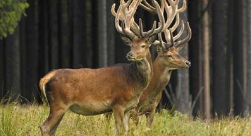 Investe un cervo in provincia di Bolzano e lo sposta in provincia di Trento