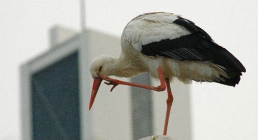 Nella Marca tornano le cicogne