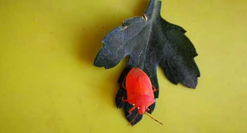 Vazzola, trova la rarissima cimice rossa