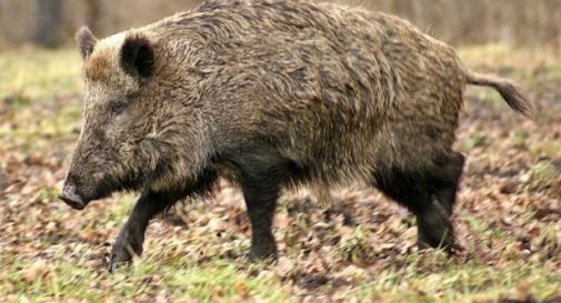 Aggredito da un cinghiale, si salva montando in macchina