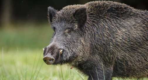 Caccia (pure) il cinghiale. Ma attento al piombo