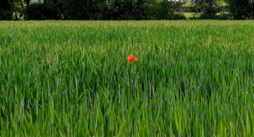  Veneto: in calo mais e frumento, cresce la soia