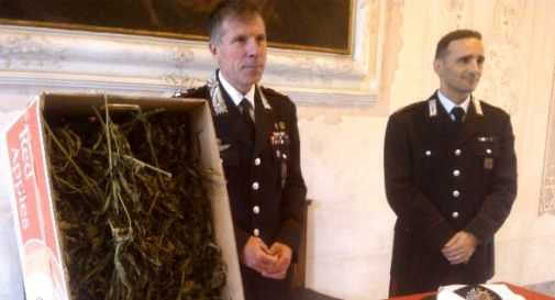 Pensionato e coltivatore di marijuana: ne aveva 12 kg in casa