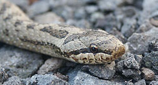 A caccia del serpente