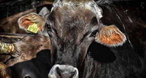 Tentano di rubare le mucche, manzo mette in fuga i ladri