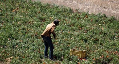 Bracciante ruba un melone, ucciso a fucilate