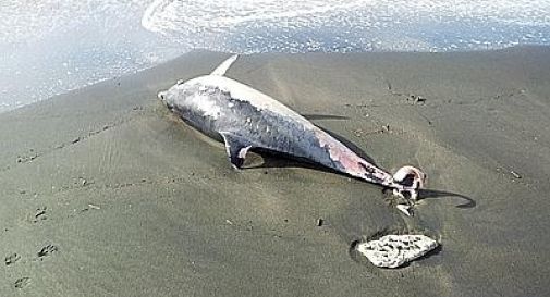 Delfino trovato morto sulla spiaggia