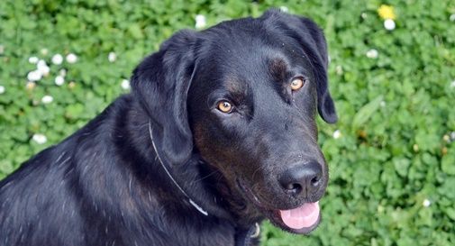 labrador