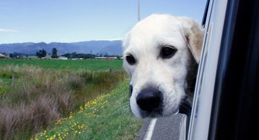 Guida con il cellulare in mano e il cane sulle ginocchia, multata 30enne 