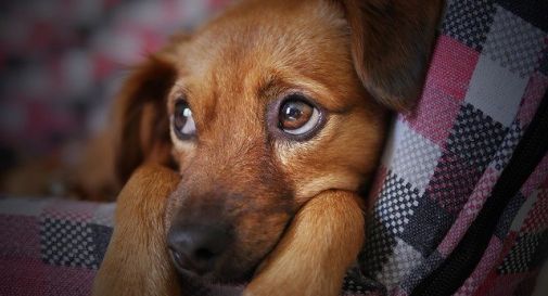 Cane rientra a casa con chiodi nel 