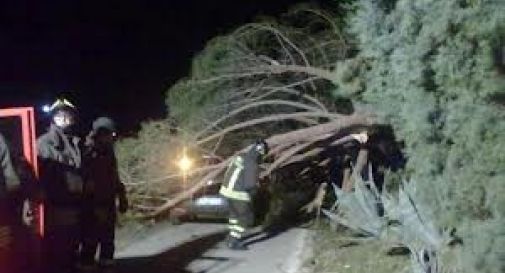 Albero finisce sul cofano di un'auto