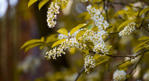 A San Vendemiano arriva l'erede degli alberi sopravvissuti ad Hiroshima