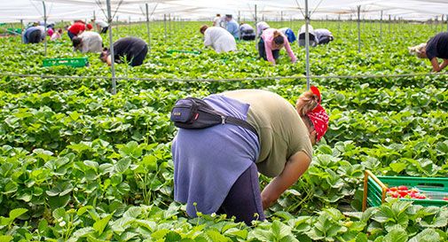 Cercasi 5 mila lavoratori per raccogliere fragole