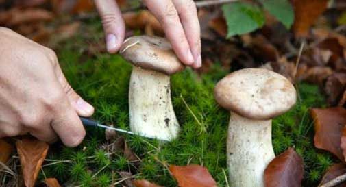 Va a raccogliere funghi, ma precipita nel canale e muore nel bosco