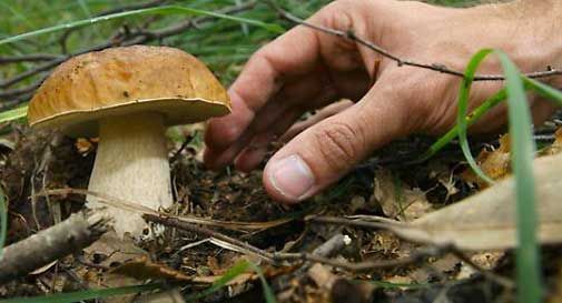 Si perde mentre va a funghi, scatta l'allarme