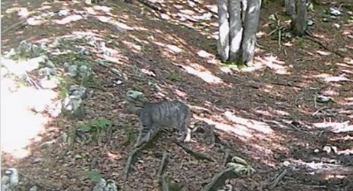 Gatto selvatico europeo avvistato in Cansiglio; è raro e difficile da osservare. Ecco il video