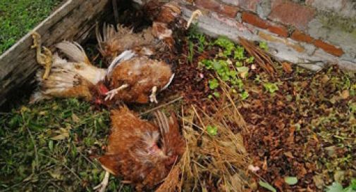 4 galline uccise a Navolè, scatta il toto-colpevole