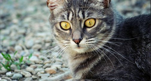 Gattino intrappolato in una scatola sotto all’auto