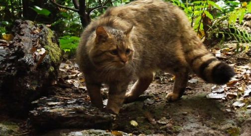 Avvistato gatto selvatico sui monti del bellunese