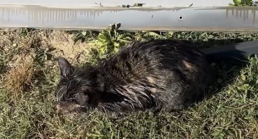 gatto