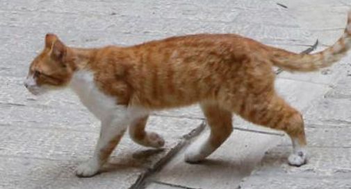 coronavirus gatto