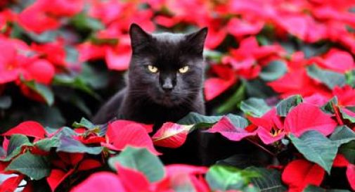 Halloween, gatti neri a rischio riti satanici