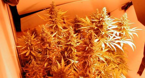 5 piante di marijuana in garage, arrestato