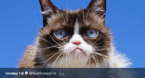 Addio a Grumpy Cat