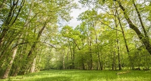 palù video di taglio di alberature