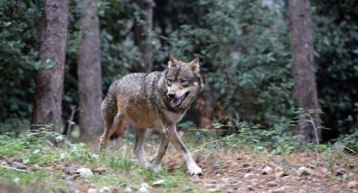 Lupo predatore in Cansiglio, ha già colpito 17 volte