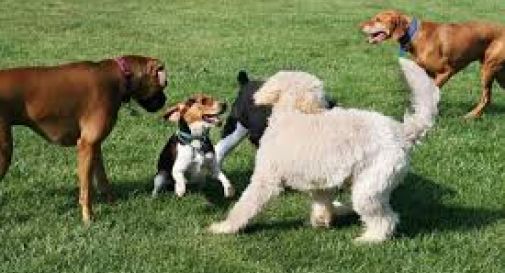 A Treviso otto nuove aree per far correre e giocare i cani