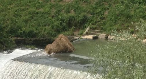 la balla di fieno lungo il Monticano (foto TopRadio)