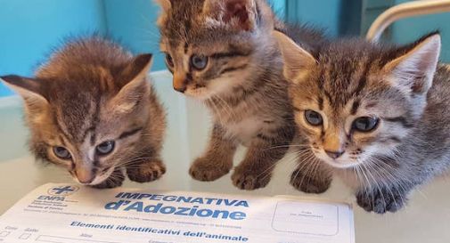 Cresce l'emergenza abbandoni di gatti, nella Marca sono 500 da inizio anno