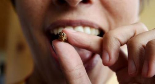 Insetti che bontà. Da gennaio tarantole fritte e millepiedi al forno