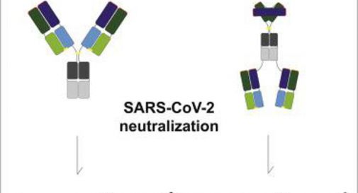 Covid, anticorpi monoclonali 'jolly' neutralizzano le varianti