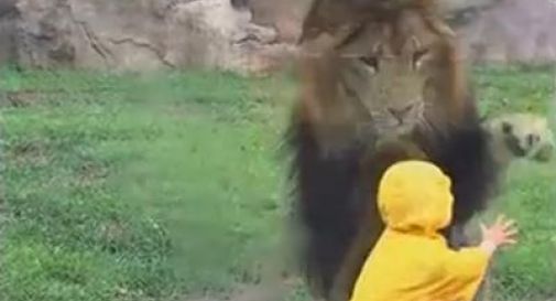 Leone contro bimbo allo zoo: parte l'attacco ma (per il felino) finisce male