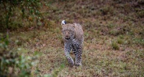 Bimbo di otto anni aggredito e ucciso da un leopardo