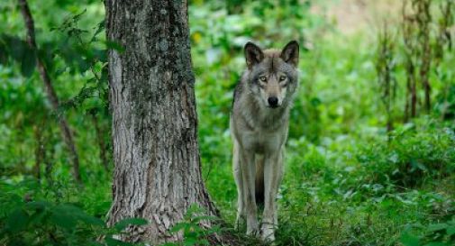 Pecore sbranate, poi le immagini delle telecamere: avvistato lupo in Cansiglio