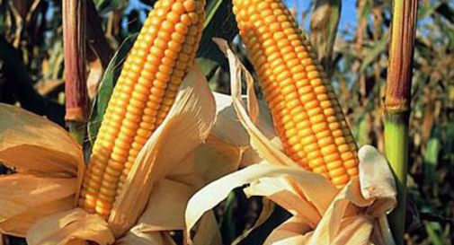 Siccità, crolla del 60% produzione del mais in regione
