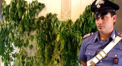 Coltivazione di marijuana in giardino: arrestato
