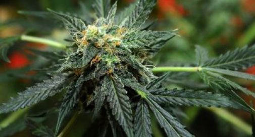 Il M5s ha presentato un disegno di legge per legalizzare la cannabis