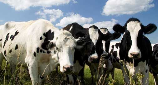 Pianezze, un fulmine colpisce e uccide cinque mucche