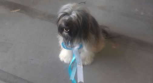 Concorso canino, Ninetta sul podio a Santa Lucia