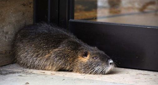 Animali domestici: a Treviso scelgono le nutrie